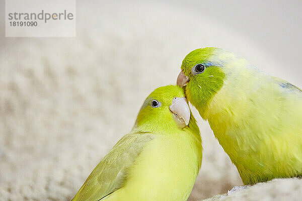Two yellow parakeets