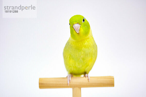 Yellow parakeet