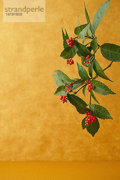 Christmas berries and leaves