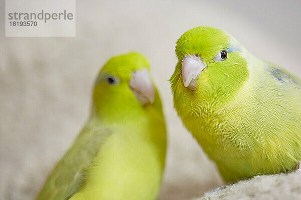 Two yellow parakeets