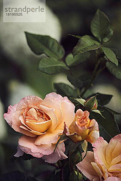 Close up schönen rosa und pfirsichfarbenen Rosen wachsen auf Busch