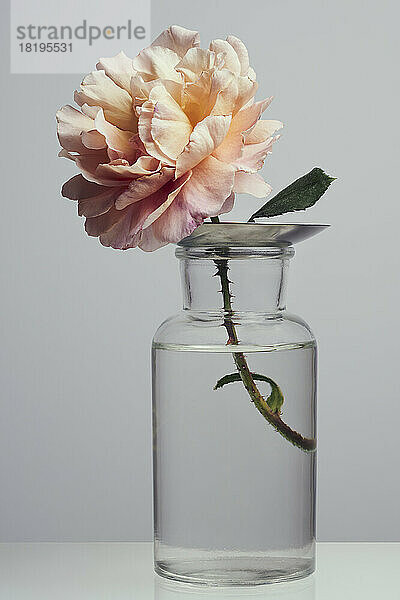 Rosa Rose in Vase auf weißem Hintergrund