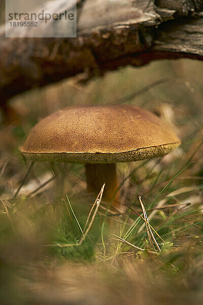 Steinpilz  der unter einem umgestürzten Baum wächst