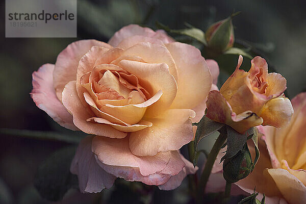 Schöne rosa und pfirsichfarbene Rosen wachsen auf Busch