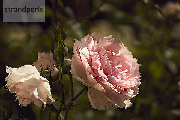 Close up schönen rosa Rosen wachsen in sonnigen Garten