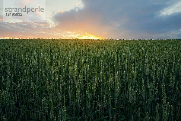 Schöner Sonnenuntergang Himmel über grünen Roggen Feld in ruhigen ländlichen Gegend