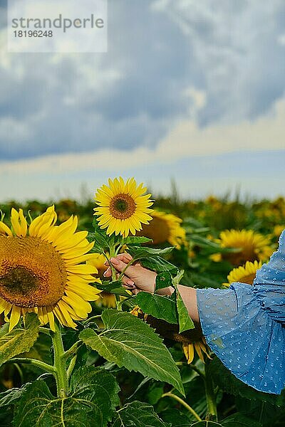 Hand einer Frau mit Sonnenblume