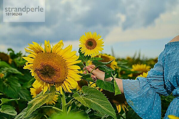 Hand einer Frau mit Sonnenblume