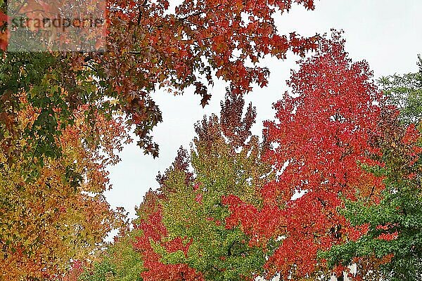 Prächtige Amberbäume (Liquidambar styraciflu) leuchten im Herbst  Sachsen  Deutschland  Europa