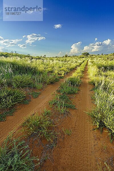 Weite Landschaft der Kalahari-Wüste mit entfernter Schotterstraße  Wolken am blauen Himmel. Kalahari  Südafrika