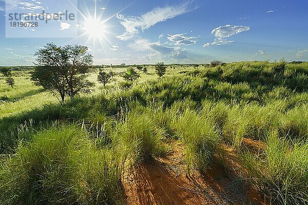 Weite Landschaft der Kalahari-Wüste  Sonnenstrahlen  Wolken am blauen Himmel. Kalahari  Südafrika