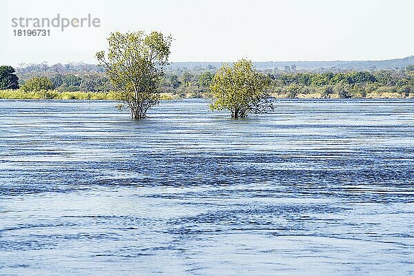 2 Bäume stehen unter Wasser im überschwemmten Sambesi-Fluss  im Hintergrund der afrikanische Busch. Victoriafälle  Simbabwe  Afrika