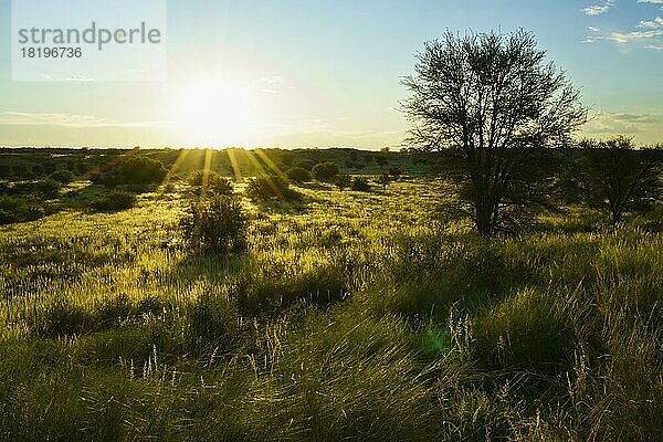 Schöne weite Landschaft mit grünen Büschen und Bäumen der Kalahari-Wüste  Sonnenstrahlen  Wolken am blauen Himmel bei Sonnenuntergang. Kalahari  Südafrika