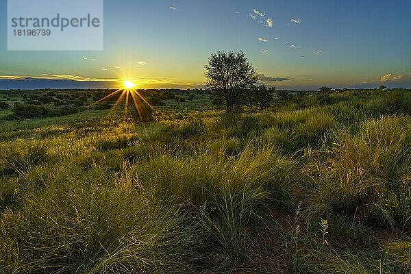 Weite Landschaft mit grünen Büschen und Bäumen der Kalahari-Wüste  Sonnenstrahlen  Wolken am blauen Himmel bei Sonnenuntergang. Kalahari  Südafrika