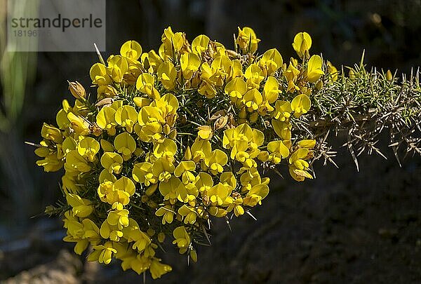 Madeira-Ginster (Genista maderensis)  Madeira  Portugal  Europa