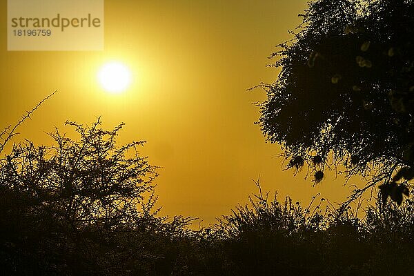 Afrikanischer Busch bei Sonnenuntergang. Die hängenden Nester der Webervögel werden von der Abendsonne angestrahlt. Hwange-Nationalpark  Simbabwe  Afrika
