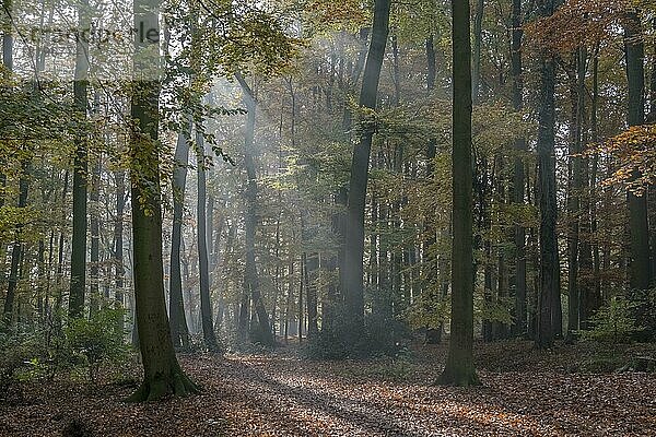Buchenwald im Herbst mit Sonnenstrahlen  Münsterland  Nordrhein-Westfalen  Deutschland  Europa