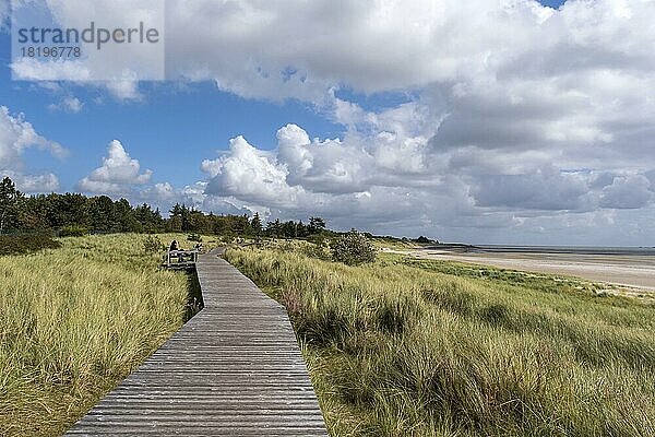 Holzsteg  in den Dünen zwischen Nieblum und GrevelingInsel  Föhr  Nordfriesische Insel  Nordfriesland  Schleswig-Holstein  Deutschland  Europa