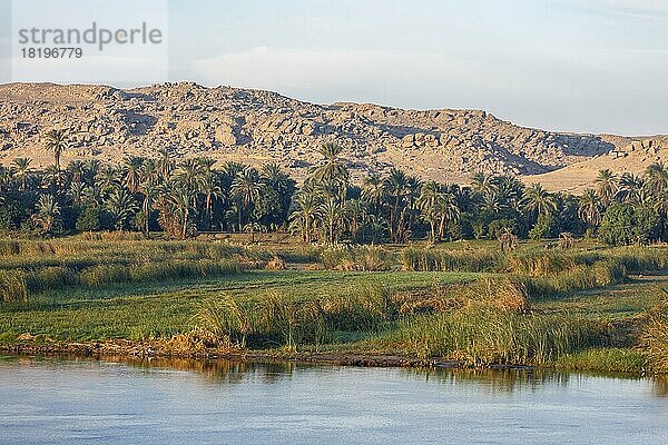 Landschaft am Nil  Nilufer  Ägypten  Afrika
