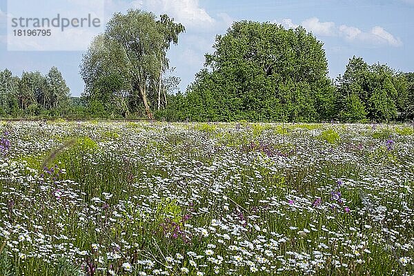 Blumenwiese mit vorwiegend Margeriten  Münsterland  Nordrhein-Westfalen  Deutschland  Europa