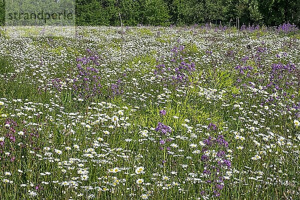 Blumenwiese mit vorwiegend Margeriten  Münsterland  Nordrhein-Westfalen  Deutschland  Europa