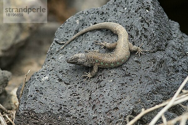 Ostkanareneidechse (Gallotia atlantica)  Lanzarote  Kanaren  Spanien  Europa