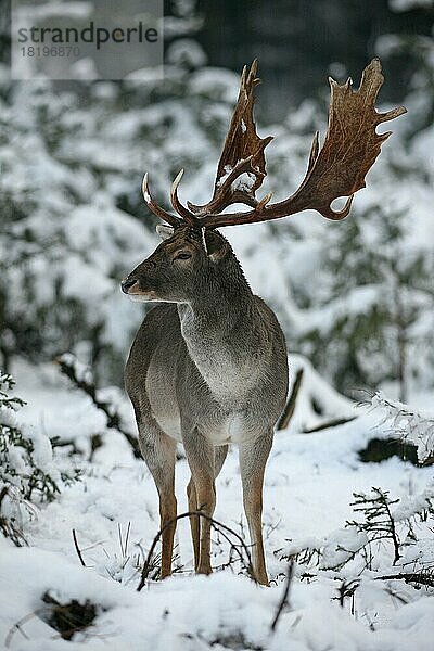 Damwild (Dama dama) starker Hirsch im Schnee  Allgäu  Bayern  Deutschland  Europa