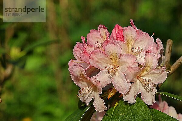 Rhododendronblüten (Rhododendron Homer)  rosa Blüten in einem Garten  Wilden  Nordrhein-Westfalen  Deutschland  Europa
