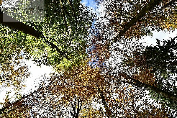 Baumkronen in einem Buchenmischwald mit Herbstlaub vor dem Himmel  Nationalpark Hunsrück-Hochwald  Hunsrück  Rheinland-Pfalz  Deutschland  Europa