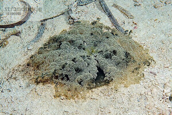 Mangrovenqualle (Cassiopeia andromeda) liegt kopfüber auf sandiger Meeresboden  Pazifik  Republik Palau  Ozeanien