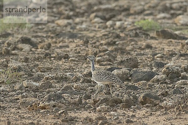 Seltene Kragentrappe (Chlamydotis undulata)  Lanzarote  Kanaren  Spanien  Europa