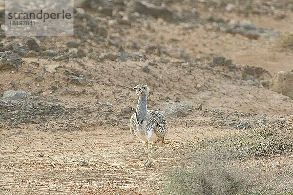 Seltene Kragentrappe (Chlamydotis undulata fuertaventurae)  Lanzarote  Kanaren  Spanien  Europa