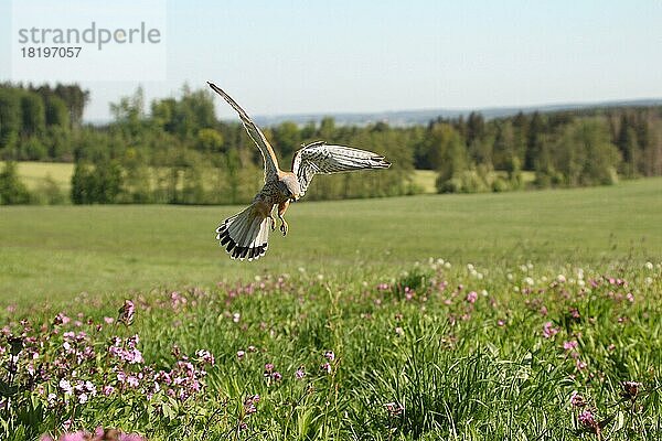 Turmfalke (Falco tinnunculus) Männchen jagd über der Blumenwiese nach Mäusen  Allgäu  Bayern  Deutschland  Europa