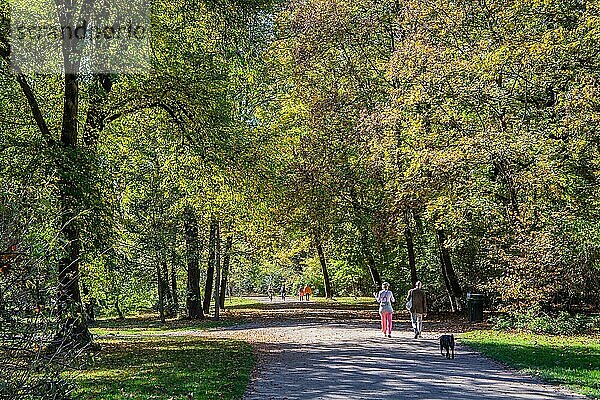 Spazierweg im Englischen Garten im Herbst  München  Oberbayern  Bayern  Deutschland  Europa