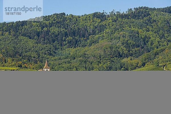 Herbstliche Weinberge im Elsass  Kirche Saint-Jacques (Sankt Jakobus)  Hunawihr  Pays de Ribeauvillé  Colmar-Ribeauvillé  Haut-Rhin  Grand Est  Frankreich  Europa