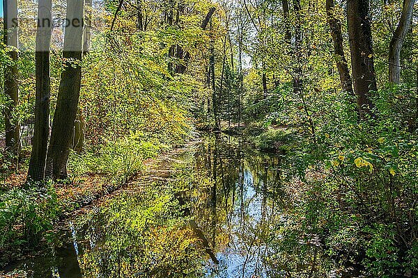 Wasserlauf im Englischen Garten im Herbst  München  Oberbayern  Bayern  Deutschland  Europa
