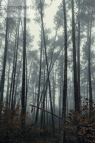 Wald im Herbst mit Nebel  Niederösterreich  Österreich  Europa