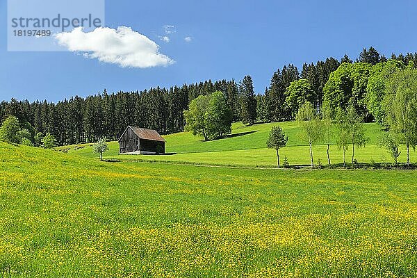 Frühlingslandschaft nahe Schwärzenbach  Titisee-Neustadt  Schwarzwald  Baden-Württemberg  Deutschland  Titisee_Neustadt  Schwarzwald  Baden-Württemberg  Deutschland  Europa