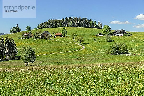 Schwarzwaldhäuser bei Breitnau  Schwarzwald  Baden. -Württemberg  Deutschland  Breitnau  Schwarzwald  Baden-Württemberg  Deutschland  Europa