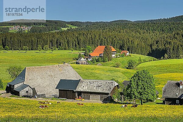 Blick über den Oberfallengrundhof zum Unterfallengrundhof im Frühjahr  Gütenbach  Schwarzwald  Baden-Württemberg  Deutschland  Gütenbach  Schwarzwald  Baden-Württemberg  Deutschland  Europa