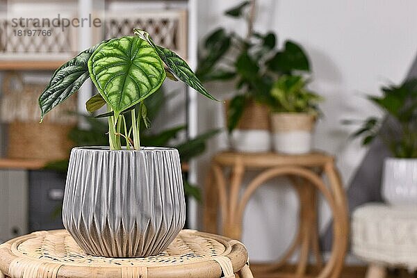 Exotische 'Alocasia Baginda Dragon Scale' Zimmerpflanze im Blumentopf auf dem Tisch im Boho-Stil im Wohnzimmer