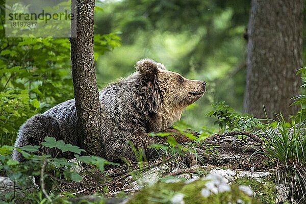 Europäischer Braunbär (Ursus arctos arctos) im Wald  Notranjska Region  Slowenien  Europa