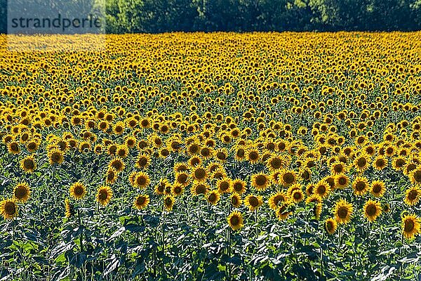 Sonnenblumenfeld  Oblast Orenburg  Russland  Europa