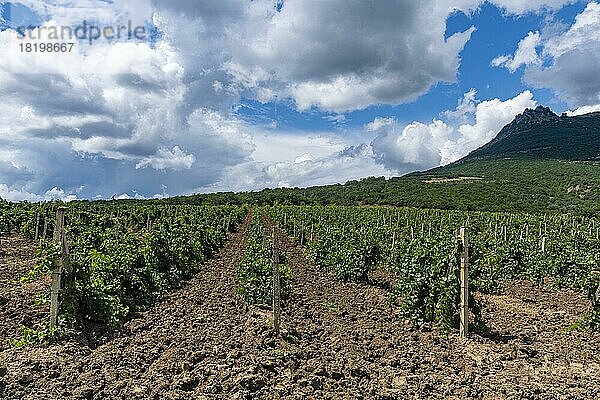 Weinberge bei Sudak  Krim  Russland  Europa