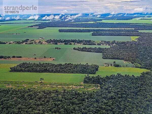 Luftaufnahme der riesigen Sojafelder um Sinop  Mato Grosso  Brasilien  Südamerika