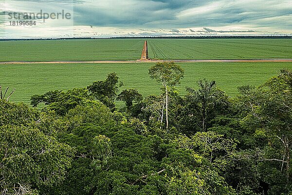 Riesige Sojafelder  Sinop  Mato Grosso  Brasilien  Südamerika