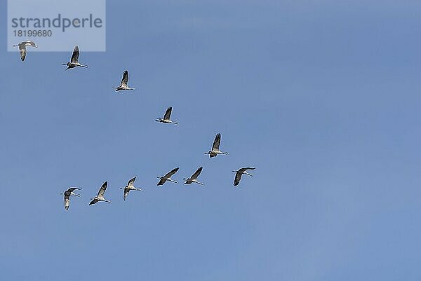 Kraniche (Grus grus) fliegen in ihre Winterquartiere  Schartau  Sachsen-Anhalt  Deutschland  Europa