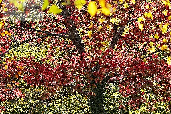Amerikanischer Amberbaum (Liquidambar styraciflua) in roter Herbstfärbung  Deutschland  Europa