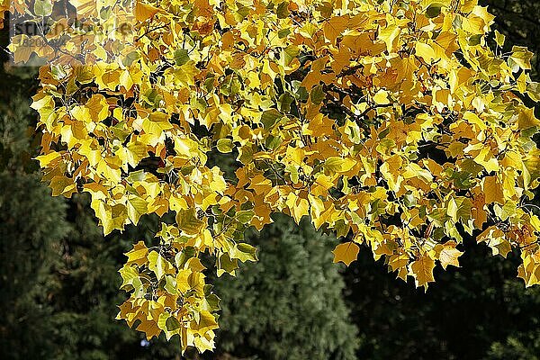 Tulpenbaum (Liriodendron tulipifera) Blätter in Herbstfärbung  Deutschland  Europa