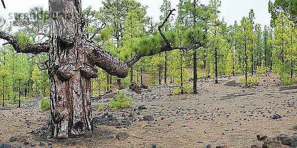 Kanarische Kiefer (Pinus canariensis) Arena Negras  Nationalpark Teide  Teneriffa  Kanarische Inseln  Spanien  Europa